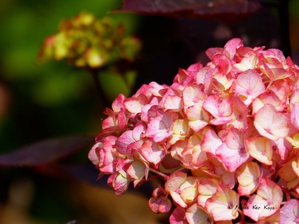 La saison des hydrangéas
